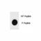 TSC Complex Subunit 1 antibody, F48768-0.4ML, NSJ Bioreagents, Dot Blot image 