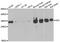 Adenylate Kinase 2 antibody, abx004999, Abbexa, Western Blot image 