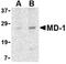 Lymphocyte Antigen 86 antibody, orb108974, Biorbyt, Western Blot image 