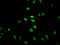 Histone Cluster 1 H2B Family Member B antibody, LS-C670402, Lifespan Biosciences, Immunofluorescence image 