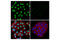 Non-POU Domain Containing Octamer Binding antibody, 90336S, Cell Signaling Technology, Immunofluorescence image 