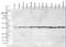 p38 antibody, TA326350, Origene, Western Blot image 