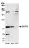 Centrosomal Protein 72 antibody, A301-297A, Bethyl Labs, Western Blot image 