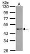 Paraoxonase 2 antibody, LS-C185587, Lifespan Biosciences, Western Blot image 