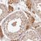 T-cell leukemia/lymphoma protein 1B antibody, HPA053163, Atlas Antibodies, Immunohistochemistry frozen image 