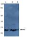 Calcineurin Like EF-Hand Protein 2 antibody, LS-B14357, Lifespan Biosciences, Western Blot image 