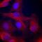 Actinin Alpha 1 antibody, AF8279, R&D Systems, Immunocytochemistry image 