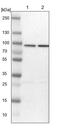 Heat Shock Protein Family A (Hsp70) Member 12B antibody, PA5-53076, Invitrogen Antibodies, Western Blot image 