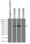 Polo Like Kinase 1 antibody, GTX83865, GeneTex, Immunoprecipitation image 