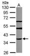 THAP Domain Containing 11 antibody, GTX119804, GeneTex, Western Blot image 