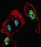 HAP antibody, abx030065, Abbexa, Immunofluorescence image 