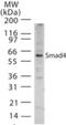 SMAD Family Member 4 antibody, NBP2-24951, Novus Biologicals, Western Blot image 