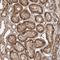 ETAA1 Activator Of ATR Kinase antibody, NBP1-90473, Novus Biologicals, Immunohistochemistry frozen image 