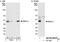 MAK16 Homolog antibody, NB100-60425, Novus Biologicals, Western Blot image 