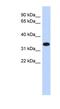 Actin Related Protein T1 antibody, NBP1-56370, Novus Biologicals, Western Blot image 