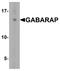 GABA Type A Receptor-Associated Protein antibody, A01907, Boster Biological Technology, Western Blot image 