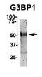 G3BP Stress Granule Assembly Factor 1 antibody, orb329937, Biorbyt, Western Blot image 