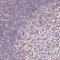 CD69 Molecule antibody, NBP2-37926, Novus Biologicals, Immunohistochemistry paraffin image 
