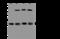 Enoyl-CoA Hydratase, Short Chain 1 antibody, 201442-T46, Sino Biological, Western Blot image 