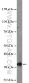 VPS37B Subunit Of ESCRT-I antibody, 15653-1-AP, Proteintech Group, Western Blot image 