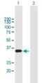 WW Domain Binding Protein 2 antibody, H00023558-B02P, Novus Biologicals, Western Blot image 