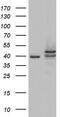 Casein Kinase 1 Epsilon antibody, TA803799S, Origene, Western Blot image 