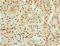 ArfGAP With Dual PH Domains 1 antibody, LS-C375143, Lifespan Biosciences, Immunohistochemistry paraffin image 