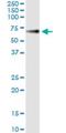 Glypican 5 antibody, H00002262-M02, Novus Biologicals, Immunoprecipitation image 