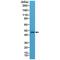 RNA Binding Fox-1 Homolog 3 antibody, M11954-4, Boster Biological Technology, Western Blot image 