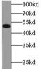 c-Myc antibody, FNab01791, FineTest, Western Blot image 