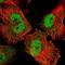 NEDD4 Binding Protein 2 Like 1 antibody, NBP1-84531, Novus Biologicals, Immunofluorescence image 