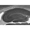 Potassium Voltage-Gated Channel Subfamily A Member Regulatory Beta Subunit 1 antibody, 73-019, Antibodies Incorporated, Immunohistochemistry frozen image 