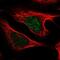 Ubiquitously Expressed Prefoldin Like Chaperone antibody, NBP2-31717, Novus Biologicals, Immunofluorescence image 