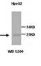 RAN, Member RAS Oncogene Family antibody, orb77042, Biorbyt, Western Blot image 