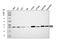 G Protein Subunit Beta 3 antibody, A02407-2, Boster Biological Technology, Western Blot image 