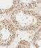 AlkB Homolog 5, RNA Demethylase antibody, GTX01525, GeneTex, Immunohistochemistry paraffin image 