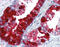 Transglutaminase 4 antibody, 49-009, ProSci, Immunohistochemistry frozen image 