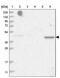 Trafficking Protein Particle Complex 13 antibody, PA5-58098, Invitrogen Antibodies, Western Blot image 