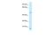 Cadherin 22 antibody, A30153, Boster Biological Technology, Western Blot image 