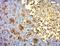 TRNA Methyltransferase 12 Homolog antibody, orb186379, Biorbyt, Immunohistochemistry paraffin image 