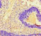 Transmembrane Protein 207 antibody, LS-C396685, Lifespan Biosciences, Immunohistochemistry paraffin image 