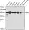 Interferon Regulatory Factor 1 antibody, 23-112, ProSci, Western Blot image 