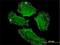 SH2 Domain Containing 3C antibody, H00010044-M04, Novus Biologicals, Immunofluorescence image 