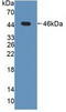 p38 MAPK antibody, LS-C373183, Lifespan Biosciences, Western Blot image 