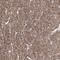 Contactin 1 antibody, NBP2-68900, Novus Biologicals, Immunohistochemistry paraffin image 