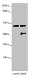 Centrosomal Protein 44 antibody, LS-C675504, Lifespan Biosciences, Western Blot image 