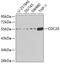 Cell Division Cycle 20 antibody, 14-358, ProSci, Western Blot image 