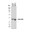 Lactate Dehydrogenase A antibody, MAB9216, Novus Biologicals, Western Blot image 