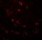 Cell Division Cycle 16 antibody, NBP1-77155, Novus Biologicals, Immunofluorescence image 