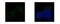 Tight Junction Protein 1 antibody, GTX108627, GeneTex, Immunofluorescence image 